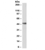 Western blot testing of Jurkat nuclear lysate with ORC4L antibody at 0.5ug/ml. Predicted molecular weight: ~50 kDa.
