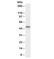 Western blot testing of Jurkat nuclear lysate with biotinylated ORC4L antibody at 0.1ug/ml. Predicted molecular weight: ~50kDa.