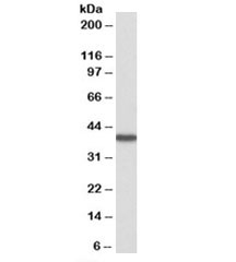 Western blot testing of human kidney lysate with HAO2 antibody at 0.3ug/ml. Predicted molecular weight: ~39kDa.