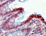 IHC staining of FFPE human colon with 15-PGDH antibody at 2.5ug/ml. HIER: steamed with pH6 citrate buffer, AP-staining.