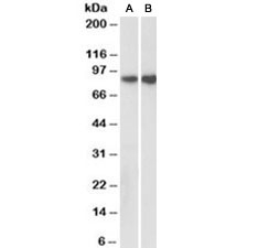Western blot of pig kidney (A) and colon (B) lysates with E-Cadherin antibody at 0.3ug/ml.
