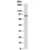 Western blot testing of human kidney lysate with E-Cadherin antibody at 0.5ug/ml. Expected molecular weight: 135 kDa (precursor), 80-120 kDa (mature, depending on gylcosylation level).