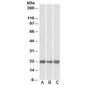 Western blot of mouse NIH3T3 (A), and human HEK293 (B) and HepG2 (C) lysate with PEBP1 antibody at 0.01ug/ml. Predicted molecular weight: ~21kDa.