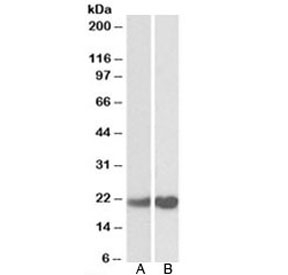 Western blot of human cerebellum (A) and mouse testis (B) lysate with PEBP1 antibody at 0.01ug/ml. Predicted molecular weight: ~21kDa.