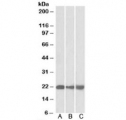 Western blot of mouse NIH3T3 (A), and human HEK293 (B) and HepG2 (C) lysate with PEBP1 antibody at 0.01ug/ml. Predicted molecular weight: ~21 kDa.