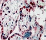 IHC staining of FFPE human placenta with HP1 gamma antibody at 2.5ug/ml. HIER: steamed with pH6 citrate buffer, AP-staining.