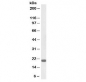 Western blot testing of mouse NIH3T3 lysate with biotinylated HP1 gamma antibody at 0.3ug/ml. Predicted molecular weight ~21 kDa.