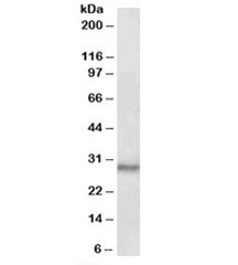 Western blot testing of mouse testis lysate with CTDSP1 antibody at 0.1ug/ml. Predicted molecular weight: ~29kDa.~
