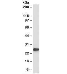 Western blot testing of mouse liver lysate with Peroxiredoxin 6 antibody at 0.1ug/ml. Expected