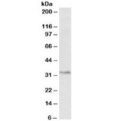 Western blot of pig spleen lysate with PCNA antibody at 0.3ug/ml. Expected molecular weight: 29-36 kDa.