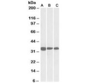 Western blot of NIH3T3 (A), mouse testis (B) and rat testis (C) lysates with PCNA antibody at 0.03ug/ml. Expected molecular weight: 29-36 kDa.