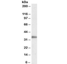 Western blot testing of Jurkat lysate with PCNA antibody at 0.05ug/ml. Predicted molecular weight ~29kDa.