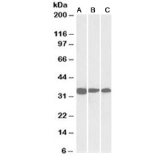Western blot of NIH3T3 (A), mouse testis (B) and rat testis (C) lysates with PCNA antibody at 0.03ug/ml.
