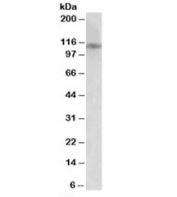Western blot testing of human cerebellum lysate with GRIN3B antibody at 0.5ug/ml. Predicted molecular weight: ~113kDa.