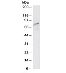 Western blot testing of HeLa lysate with SPG20 antibody at 2ug/ml. Predicted molecular weight: ~73kDa.~