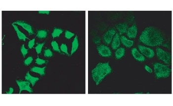 Immunofluorescence testing of methanol-fixed HeLa cells before (left) and after (right) introduction of siRNA using SPG20 antibody