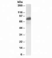 Western blot testing of HeLa lysate with RAB11FIP1 antibody at 0.2ug/ml. Predicted molecular weight: ~71kDa, routinley observed at 80~90kDa.
