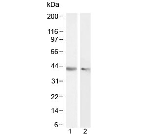Western blot testing of 1) human HeLa and 2) mouse NIH3T3 cell lysate with