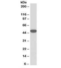 Western blot testing of HeLa lysate with Keratin 18 antibody at 0.1ug/ml. Predicted molecular weight: ~48kDa.~