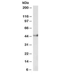Western blot testing of pig liver lysate with Keratin 18 antibody at 0.1ug/ml. Predicted molecular weight (pig): ~47kDa.