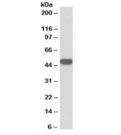 Western blot testing of HeLa lysate with Keratin 18 antibody at 0.1ug/ml. Predicted molecular weight: ~48kDa.