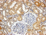 IHC staining of FFPE human kidney with WHIP antibody at 4ug/ml. HIER: steamed with pH9 Tris/EDTA buffer, HRP-staining.