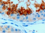 IHC staining of FFPE human testis with GPX4 antibody at 0.3ug/ml. HIER: microwaved with pH6 citrate buffer, HRP-staining.