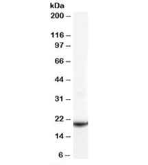 Western blot testing of human testis lysate with GPX4 antibody at 0.1ug/ml. Predicted molecular weight: ~22kDa.~