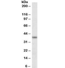 Western blot testing of K562 lysate with ATF4 antibody at 0.3ug/ml. Predicted molecular weight ~39kDa.