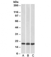 Western blot of HEK293 (A), HepG2 (B) and Jurkat (C) lysates with UBE2L3 antibody at 0.01ug/ml. Predicted molecular weight: ~18 kDa.
