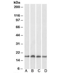 Western blot of human (A), mouse (B), rat (C) and pig (D) heart lysate with UBE2L3 antibody at 0.01ug/ml. Predicted molecular weight: ~18kDa.