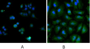 IF/ICC testing of human A) MCF7 and B) HeLa cells with UBE2L3 antibody at 5ug/ml + DAPI nuclear counterstain.