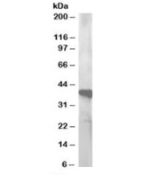 Western blot testing of human lymph node lysate with GIPC3 antibody at 0.5ug/ml. Predicted molecular weight ~36kDa.