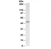 Western blot testing of HeLa lysate with PDCD4 antibody at 0.1ug/ml. Expected molecular weight: 50-60 kDa.