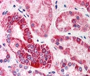 IHC staining of FFPE human kidney with GULP1 antibody at 5ug/ml. HIER: steamed with pH6 citrate buffer, AP-staining.~