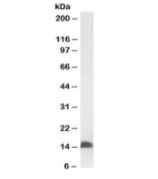 Western blot of mouse duodenum lysate with biotinylated FABP2 antibody at 0.1ug/ml. Predicted molecular weight: ~15kDa.