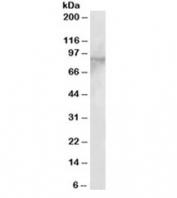 Western blot testing of MOLT4 lysate with EZH1 antibody at 2ug/ml. Predicted molecular weight ~85kDa.