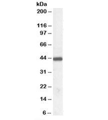 Western blot testing of human tonsil lysate with ILF2 antibody at 0.03ug/ml. Expected molecular weight: 43-45kDa.