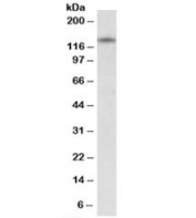 Western blot testing of human cerebellum lysate with RIP140 antibody at 0.5ug/ml. Predicted molecular weight: ~127kDa, routinely observed at ~140kDa.