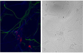 ICC staining of primary DIV9 cells from fetal rat hippocampus (E18) showed Nsg1 localization (red, Alexa Fluor 568) w