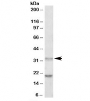 Western blot testing of human tonsil lysate with ALP antibody at 0.5ug/ml. Predicted molecular weight: ~32kDa. Both observed bands are blocked by addition of immunizing peptide.