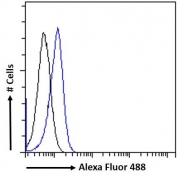 Western blot testing of human ileum lysate with PLA2R1 antibody at 1ug/ml. Predicted molecular weight: ~153 kDa.