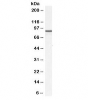 Western blot testing of mouse NIH3T3 lysate with ACAP2 antibody at 0.3ug/ml. Predicted molecular weight: ~88kDa.