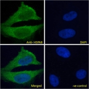 IF/ICC testing of fixed and permeabilized human HeLa cells with HSPA8 antibody (green) at 10ug/ml and DAPI nuclear stain (blue).