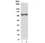 Western blot testing of 1) human HepG2 and 2) mouse NIH3T3 cell lysate with HSPA8 antibody at 0.03ug/ml. Predicted molecular weight: ~71 kDa, routinely observed at 70-73 kDa.