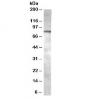 Western blot testing of Jurkat lysate with ACAP1 antibody at 0.5ug/ml. Predicted molecular weight: ~81kDa.