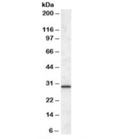 Western blot testing of human liver lysate with ERP29 antibody at 0.1ug/ml. Predicted molecular weight: ~29kDa.