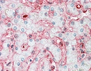 IHC staining of FFPE human liver with Stomatin antibody at 5ug/ml. HIER: steamed with pH6 citrate buffer, AP-staining.