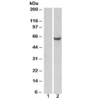Western blot of HEK293 lysate overexpressing GRB7 probed with GRB7 antibody (mock transfection in lane 1). Predicted molecular weight: ~60kDa.