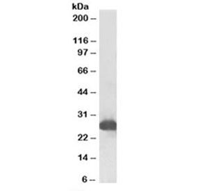 Western blot testing of rat liver lysate with Gsta3 antibody at 0.1ug/ml. Predicted molecular weight: ~25kDa.